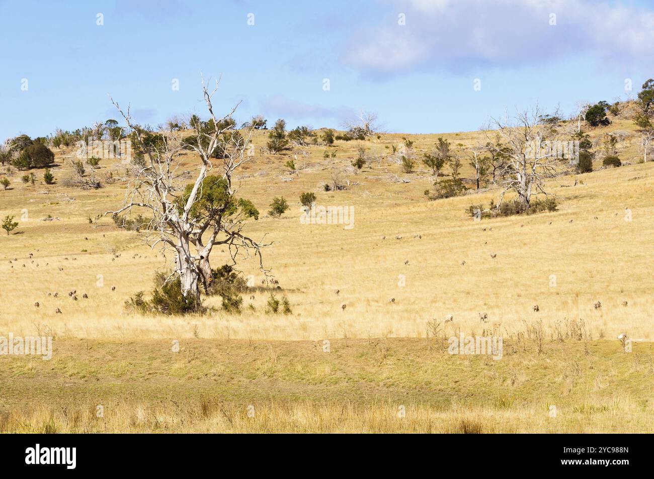 Nach einem trockenen Winter an der Ostküste Swansea, Tasmanien, Australien, Ozeanien Stockfoto