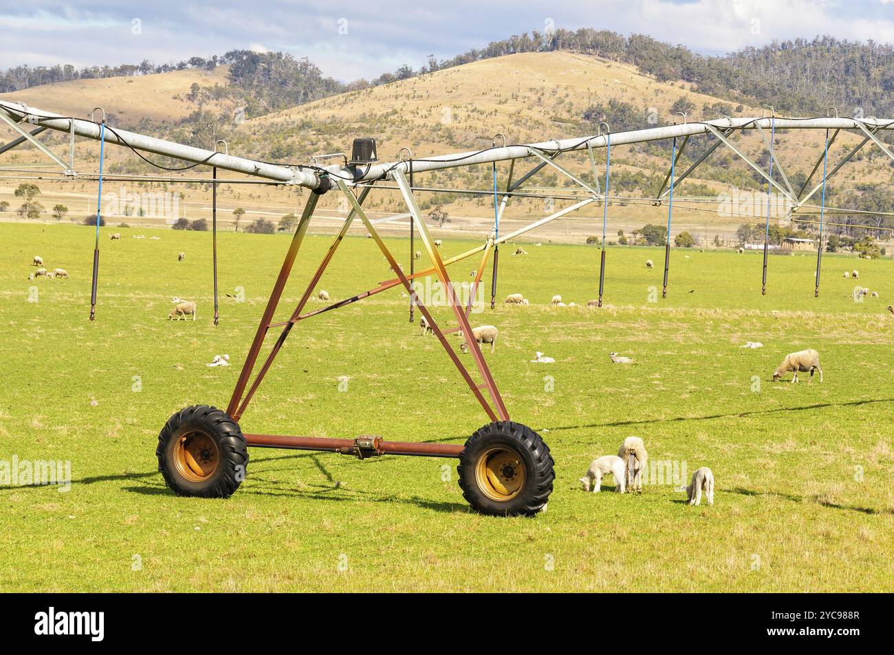 Weideschafe und ein Bewässerungssystem mit zentraler Drehung, Scamander, Tasmanien, Australien, Ozeanien Stockfoto