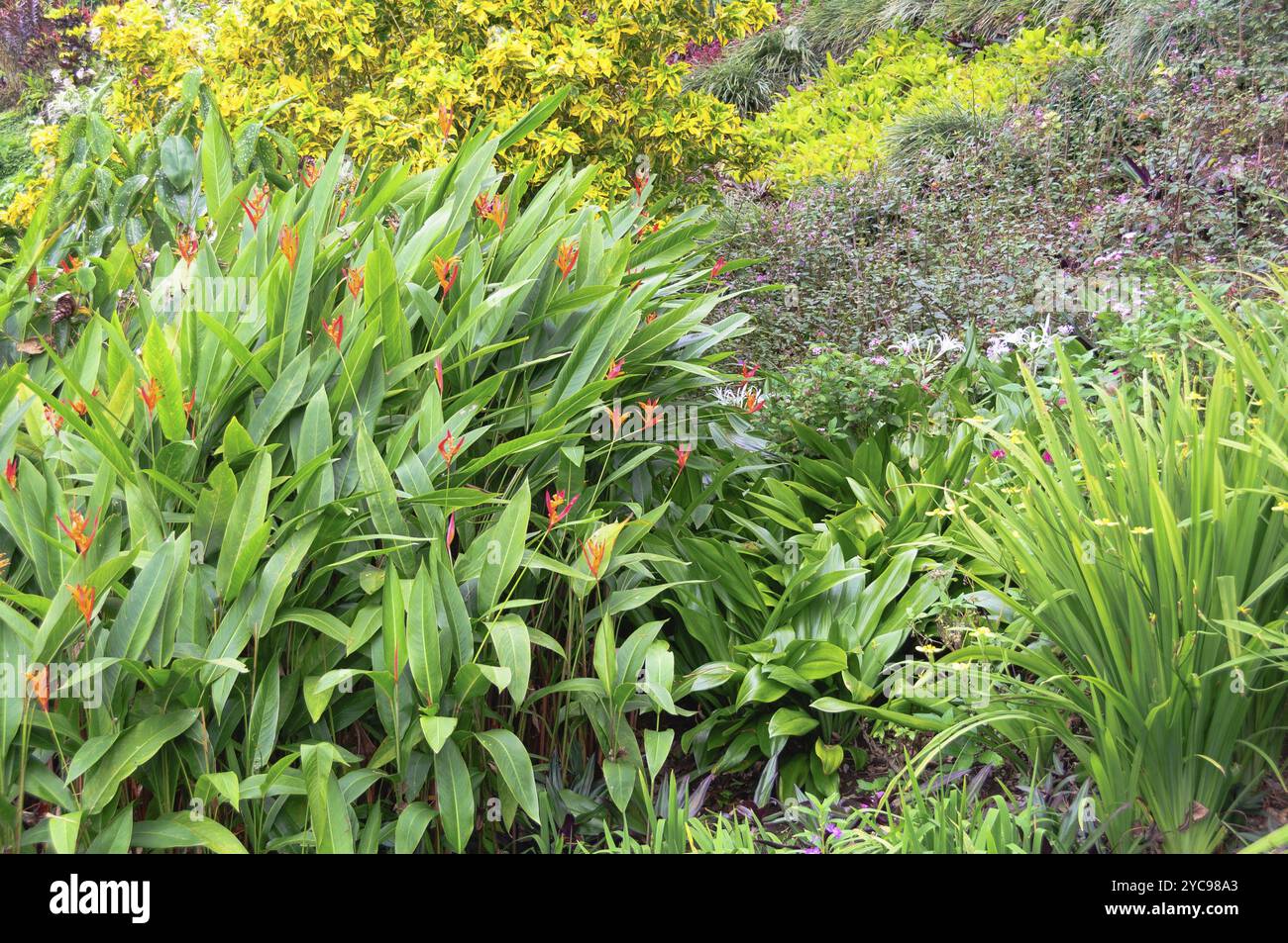 Die Summit Gardens sind die größten tropischen Gärten im Südpazifik, Port Vila, Efate Island, Vanuatu, Ozeanien Stockfoto