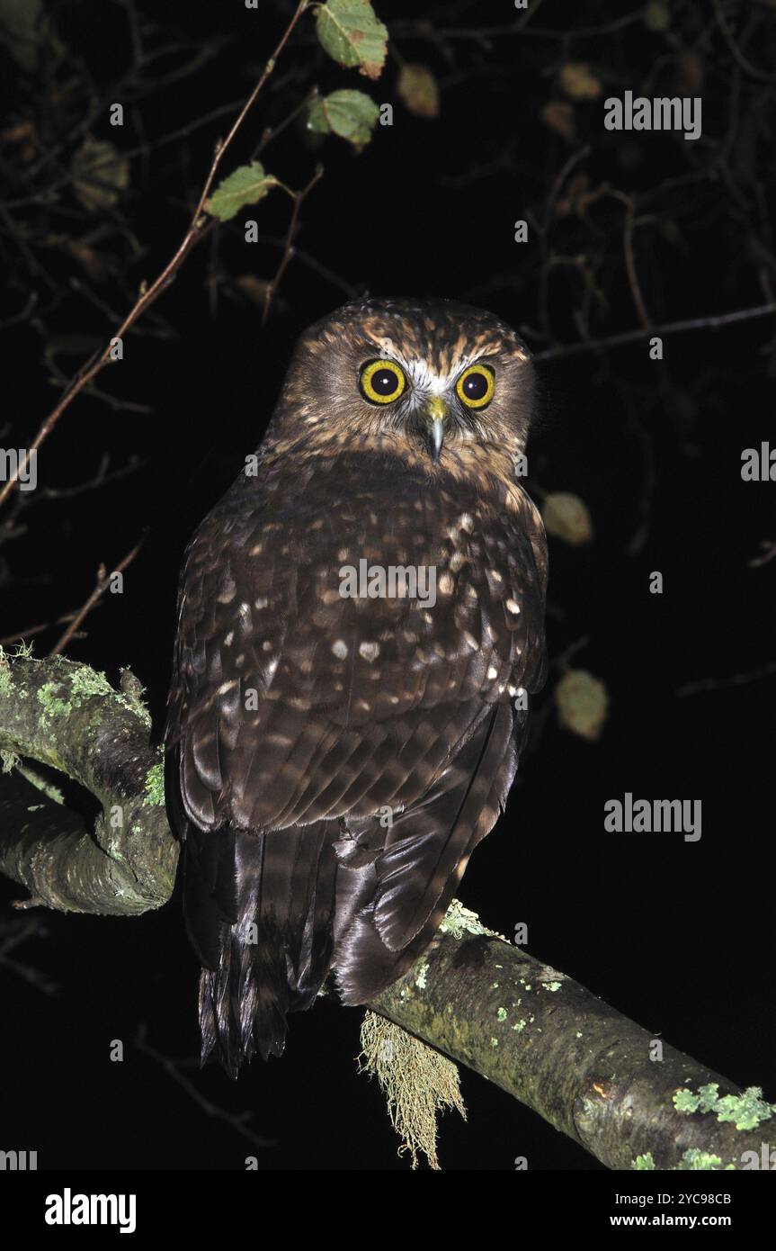 Neuseeländische Eulenkugel, das Mehrschwein, Ninox novaeseelandiae Stockfoto