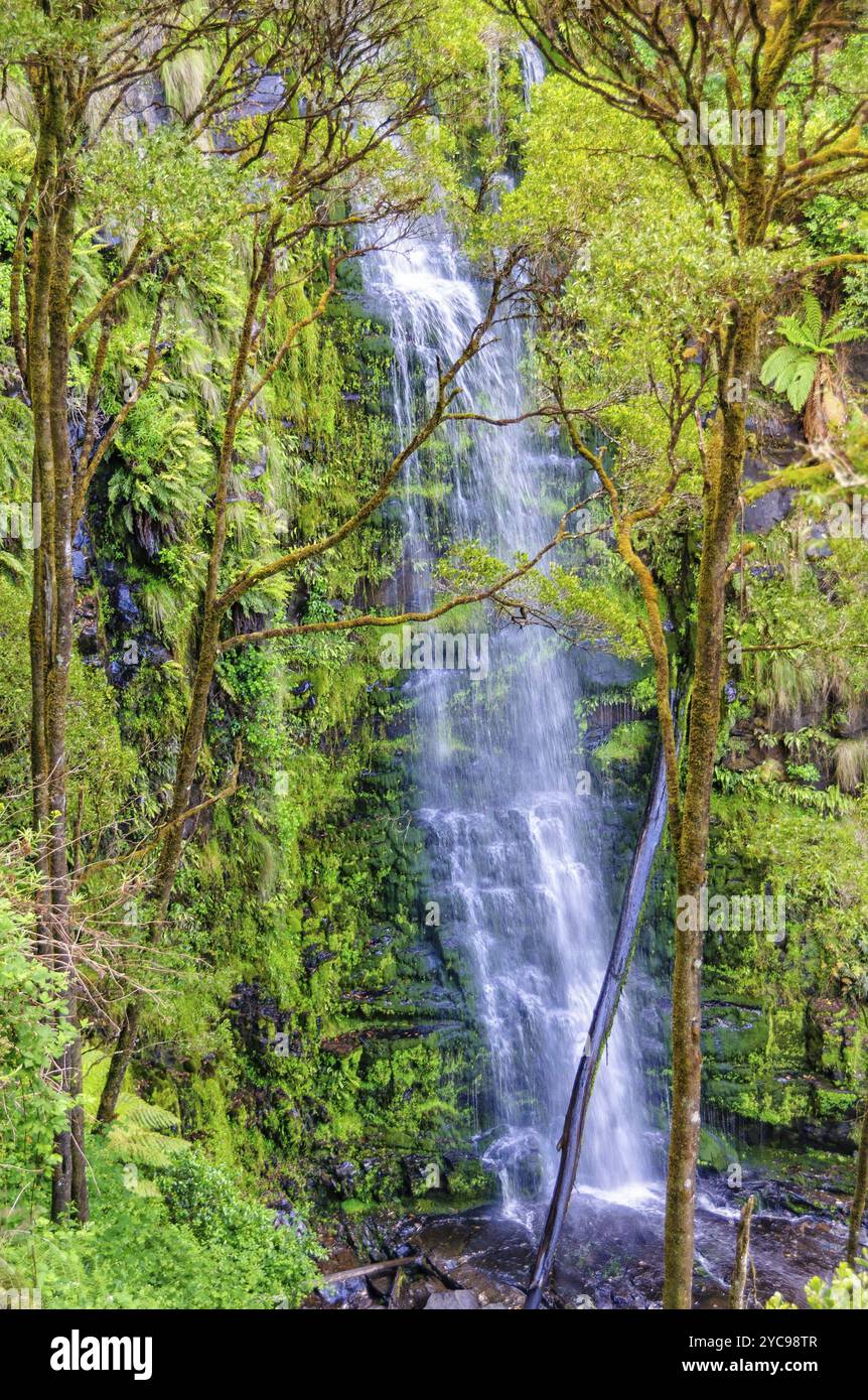 Die Erskine Falls fallen 30 Meter in eine wunderschöne Baumfarnrinne, Lorne, Victoria, Australien, Ozeanien Stockfoto