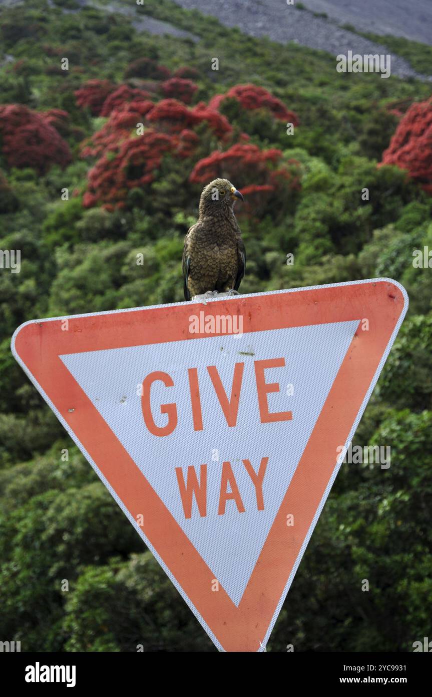 Kea, Nestor notabilis, sitzt auf Give Way Schild, Arthurs Pass, Westküste, Südinsel, Neuseeland, Ozeanien Stockfoto