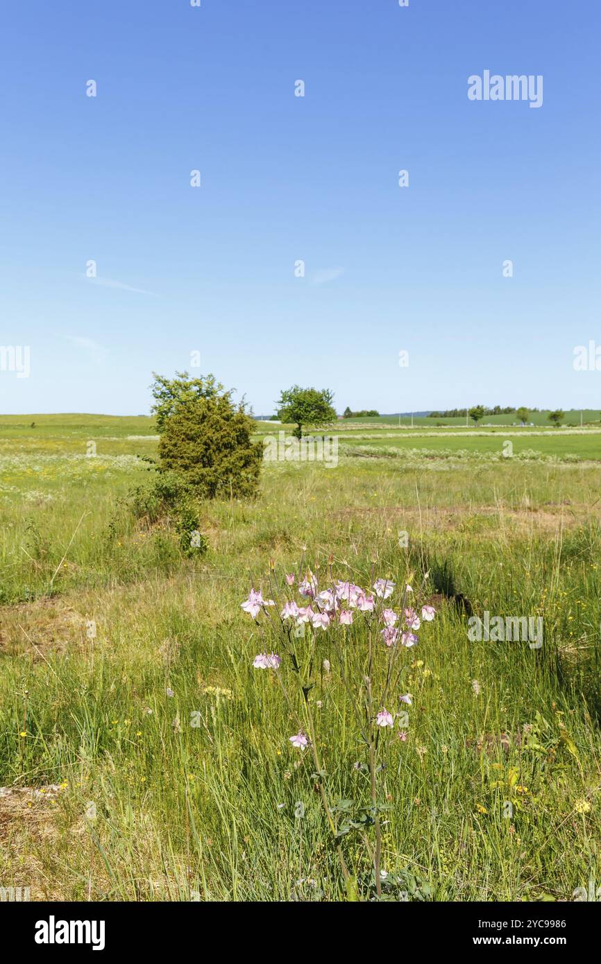 Wilde Akelei Blumen in einem Land Querformat Stockfoto