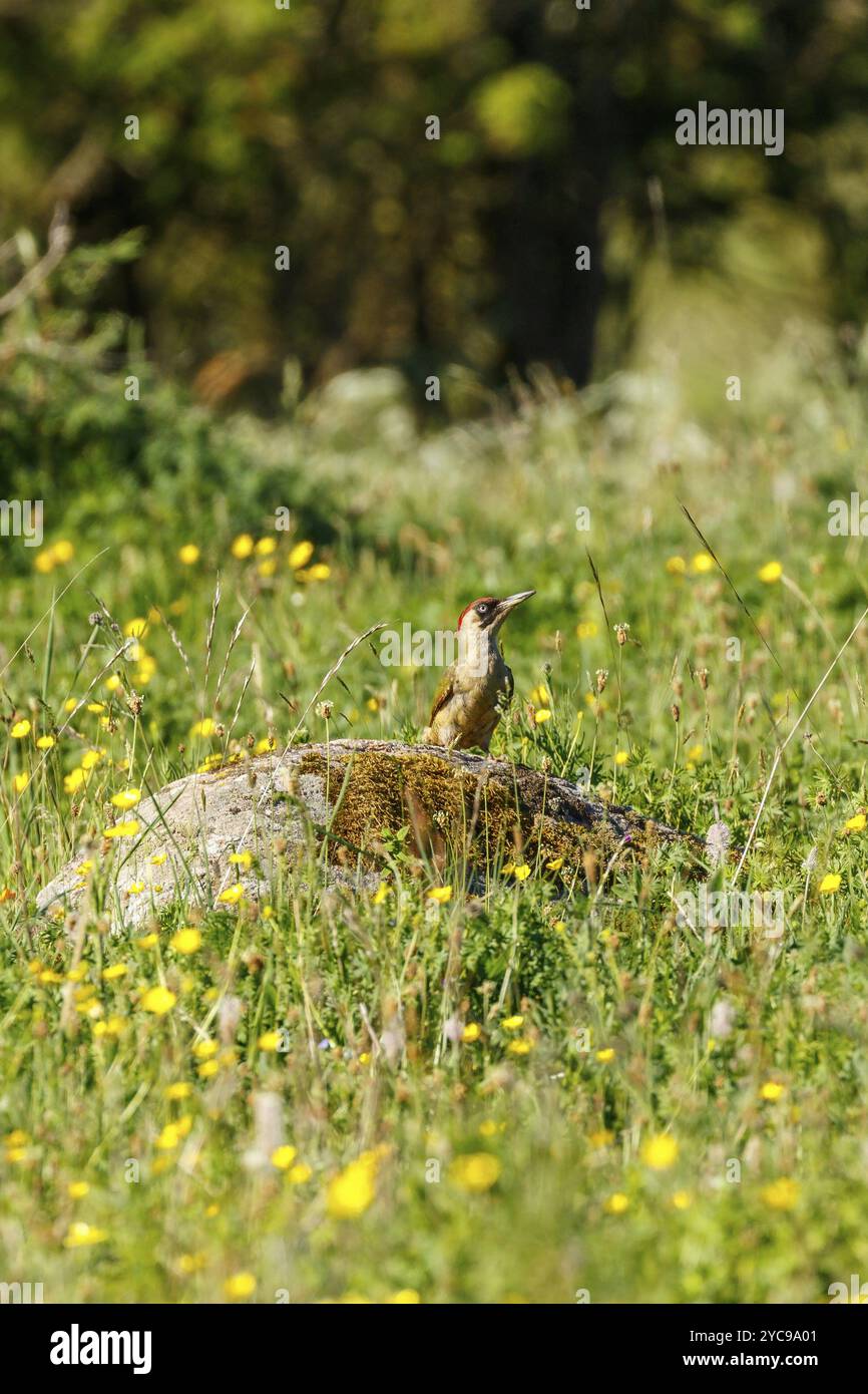 Grünspecht sitzt auf einem Stein auf einer Wiese und Suchen nach oben Stockfoto