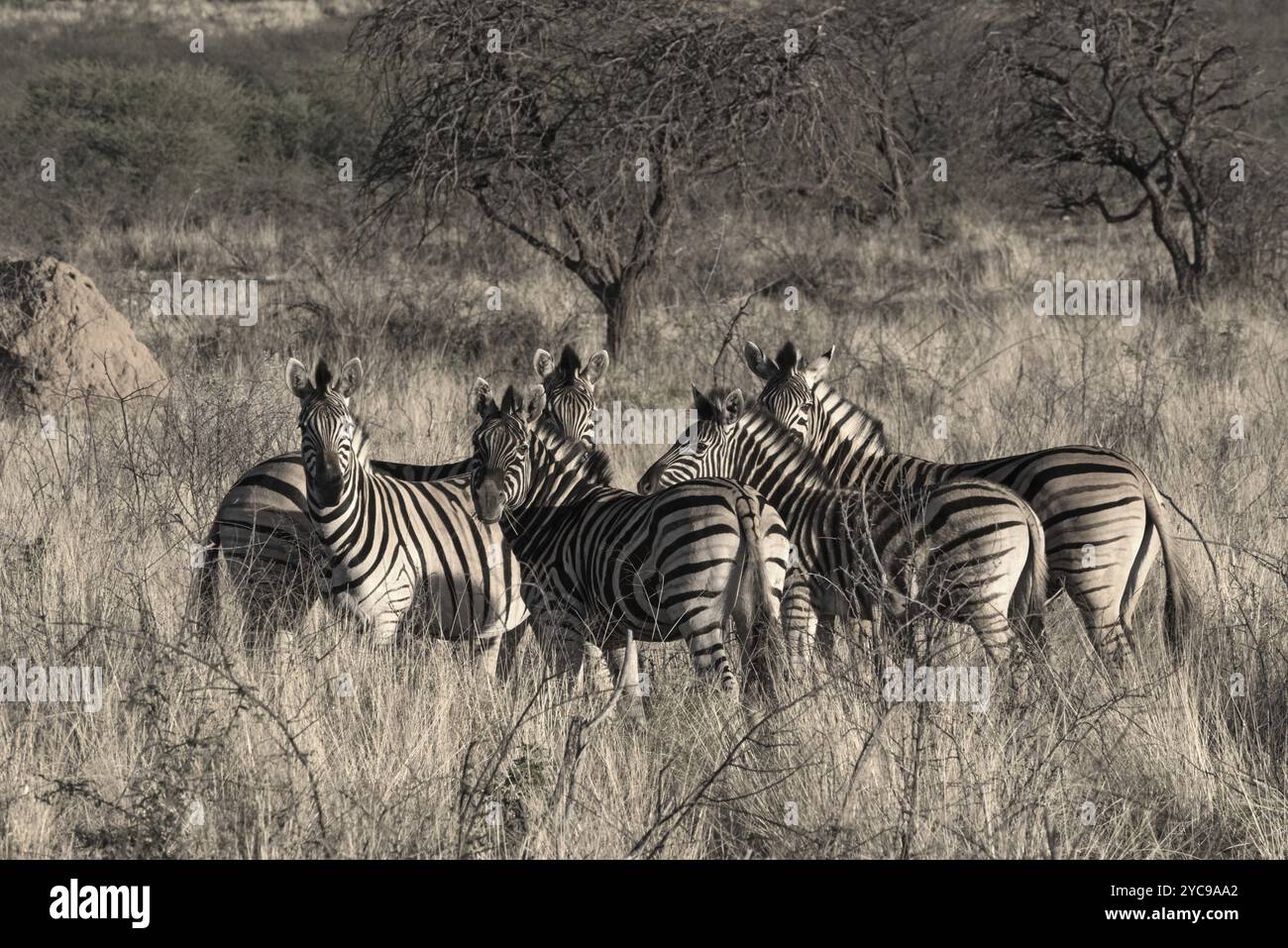 Kleine Herde Zebras im Erongo Gebirge in Namibia Stockfoto