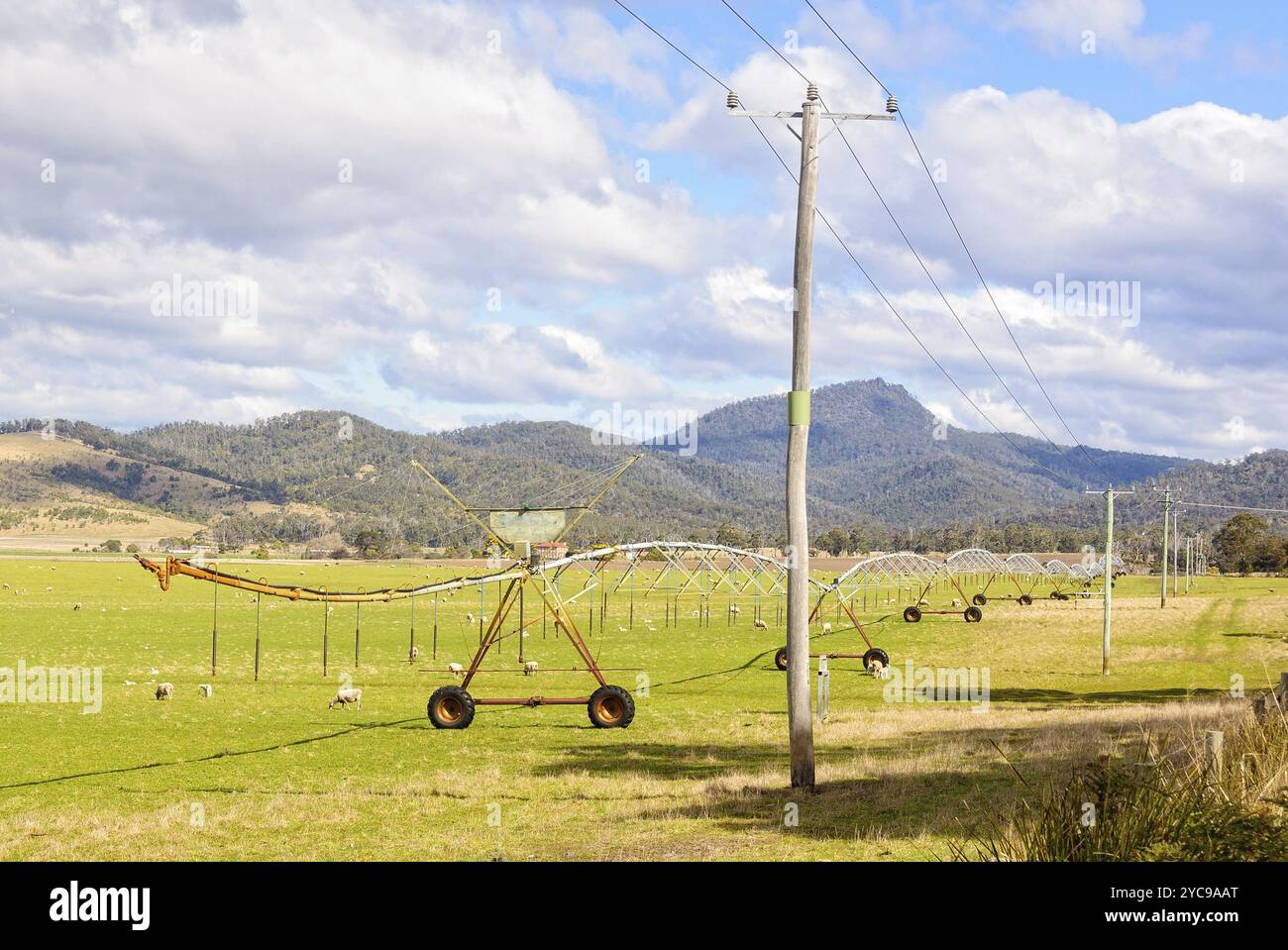 Weideschafe und ein Bewässerungssystem mit zentraler Drehung, Scamander, Tasmanien, Australien, Ozeanien Stockfoto