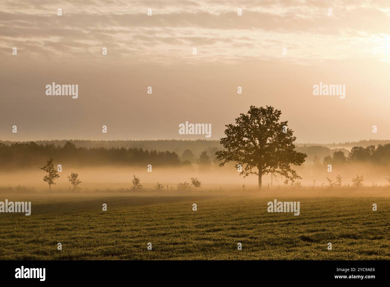 Einsamer Baum auf dem Boden mit Morgennebel Stockfoto