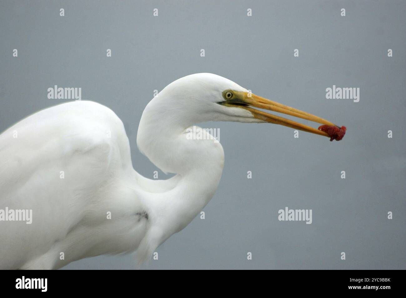 Weißreiher (Kotuku), Egretta alba, fängt endlich etwas Futter, Westland, Südinsel, Neuseeland, Ozeanien Stockfoto