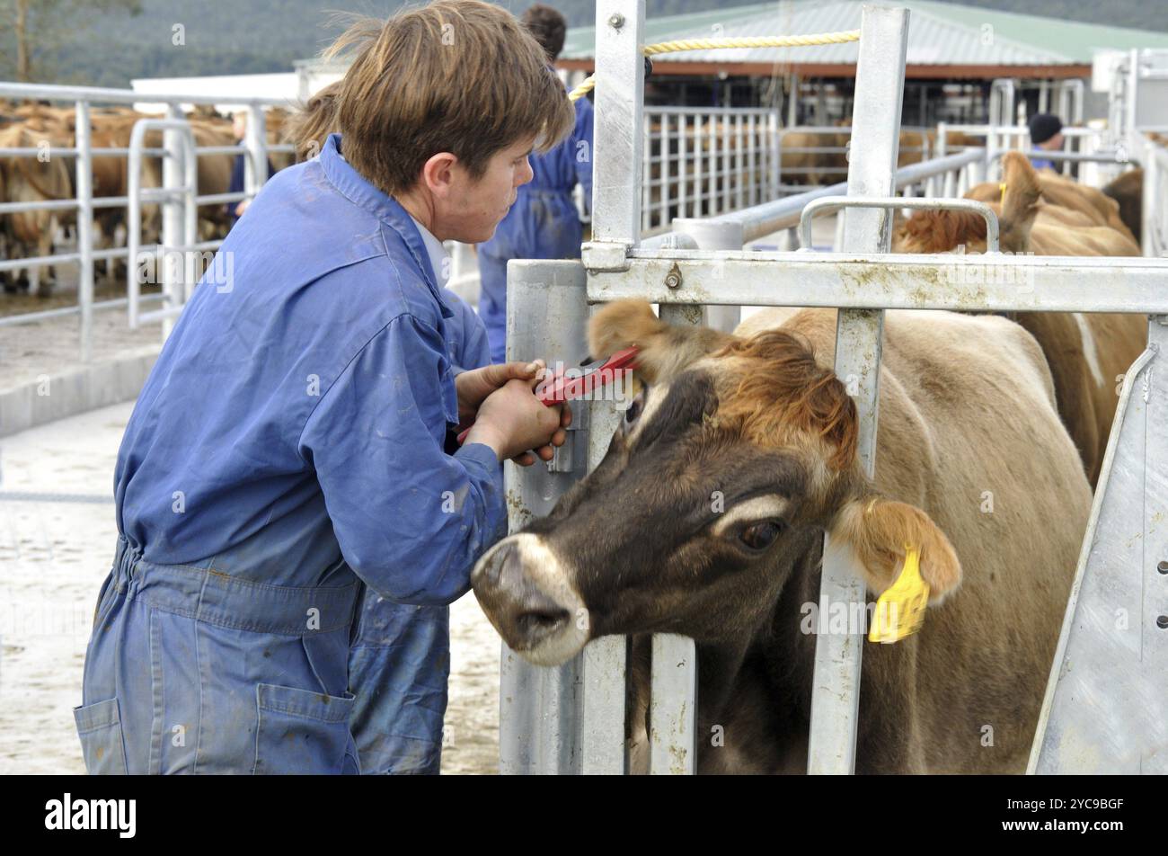 Greymouth, Neuseeland um 2010: Mann, der eine Kuh mit einem Transponder zur Identifizierung in einem computergestützten Milchstall markiert, West Coast, Neuseeland, Oceani Stockfoto