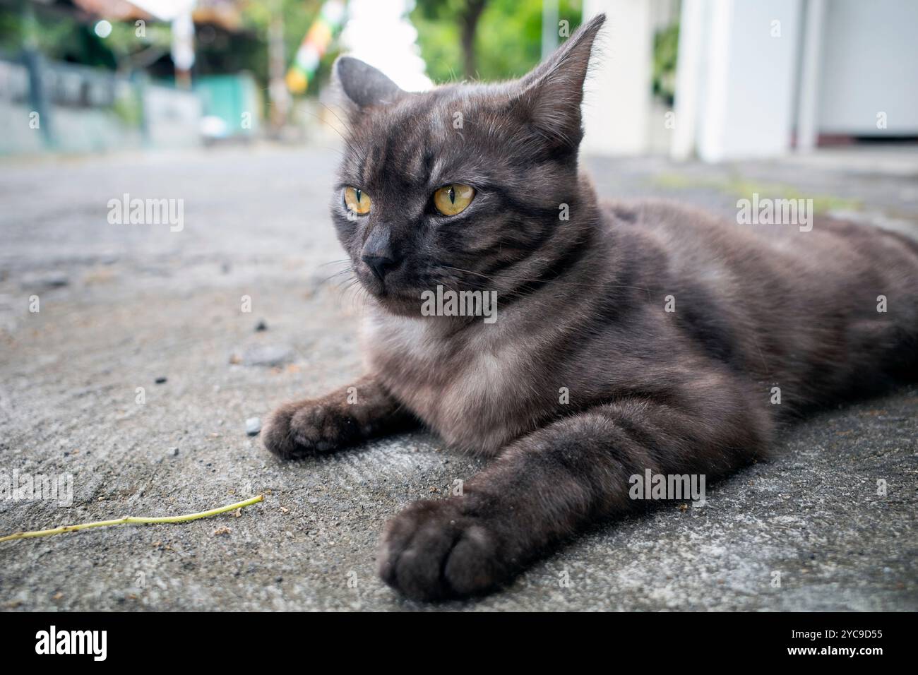 Eine süße graue Katze mit gelben Augen, die auf dem Boden liegen. Stockfoto