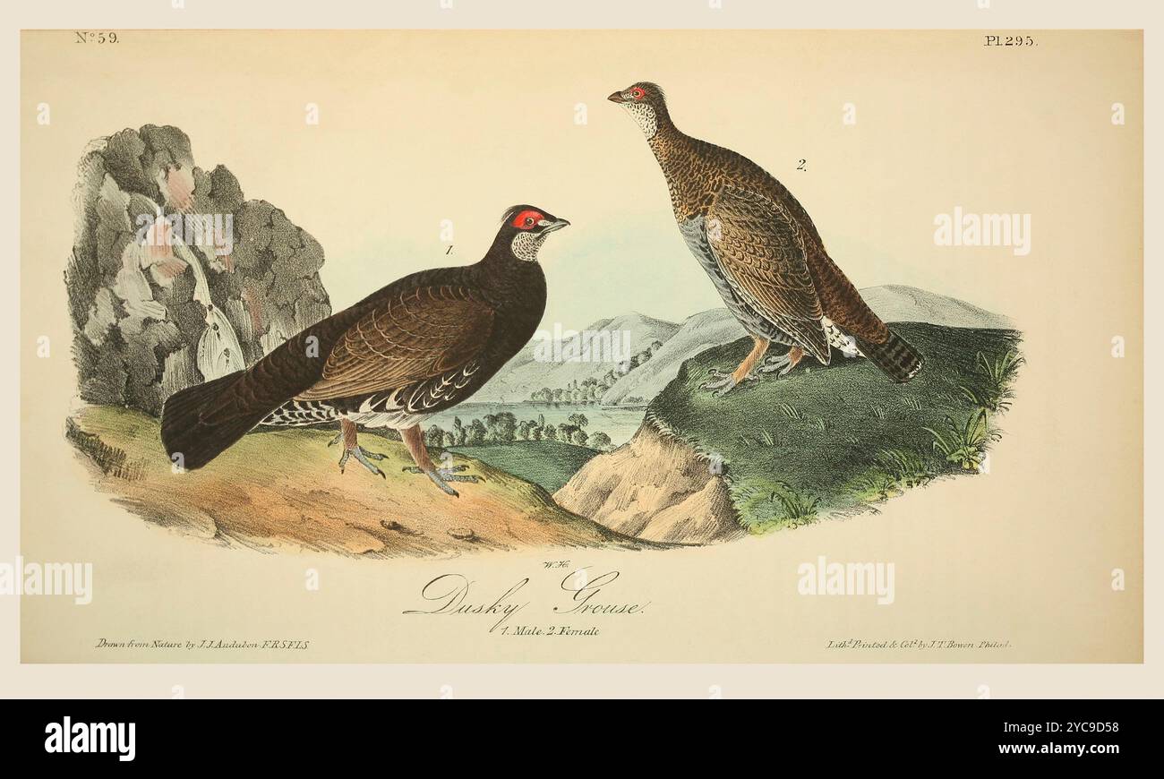 Dendragapus obscurus. Nach einer Illustration von John James Audubon im 5. Band seines Buches The Birds of America from Drawings Made in the United States and their Territories, veröffentlicht 1842. Spätere Färbung. Stockfoto