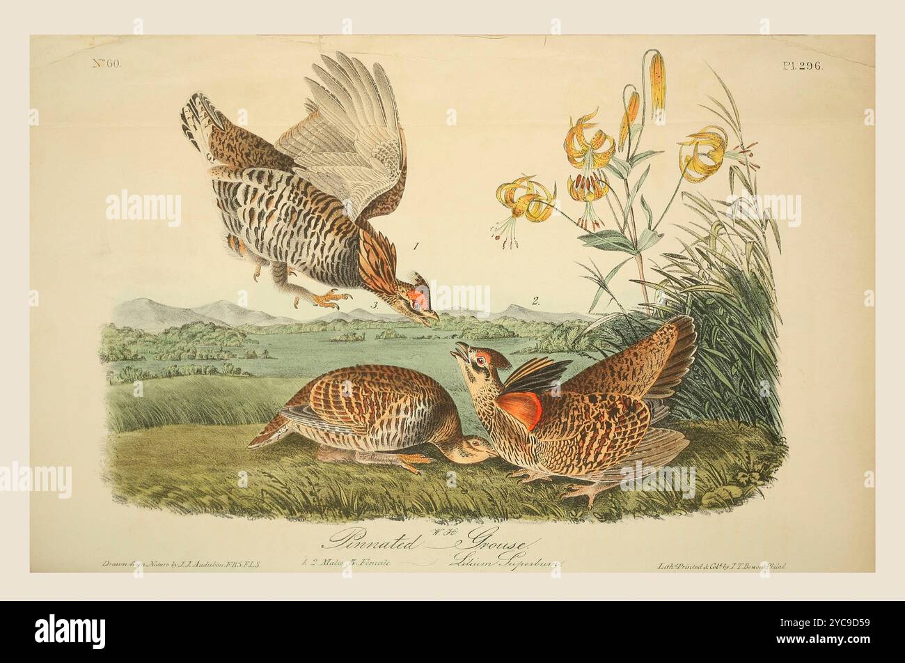 Das große Präriehühnchen oder gefiederte Auerhühner (Tympanuchus cupido), auch bekannt als Boomer. 1 und 2, Männer. 3, weiblich. Nach einer Illustration von John James Audubon im 5. Band seines Buches The Birds of America from Drawings Made in the United States and their Territories, veröffentlicht 1842. Spätere Färbung. Stockfoto