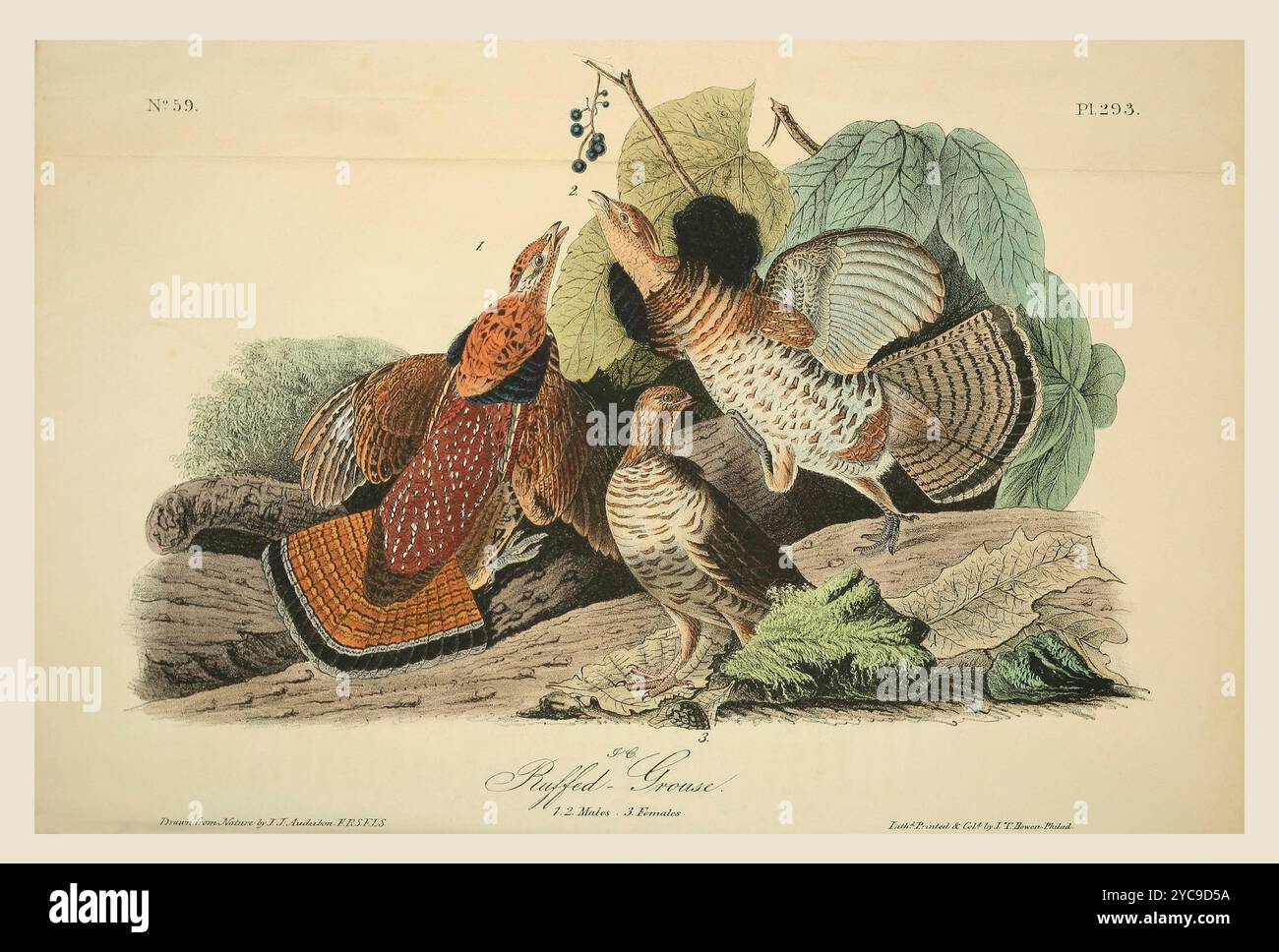Das ausgestopfte Auerhühnchen (Bonasa umbellus) 1,2. Männer. 3. Weiblich. Nach einer Illustration von John James Audubon im 5. Band seines Buches The Birds of America from Drawings Made in the United States and their Territories, veröffentlicht 1842. Spätere Färbung. Stockfoto