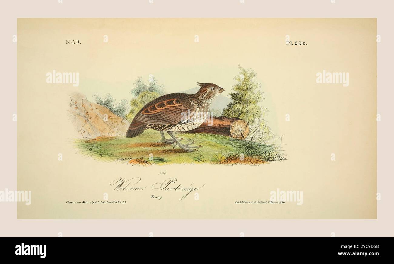 Ein junger Willkommensvogel, Crested Bobwhite. Nach einer Illustration von John James Audubon im 5. Band seines Buches The Birds of America from Drawings Made in the United States and their Territories, veröffentlicht 1842. Spätere Färbung. Stockfoto
