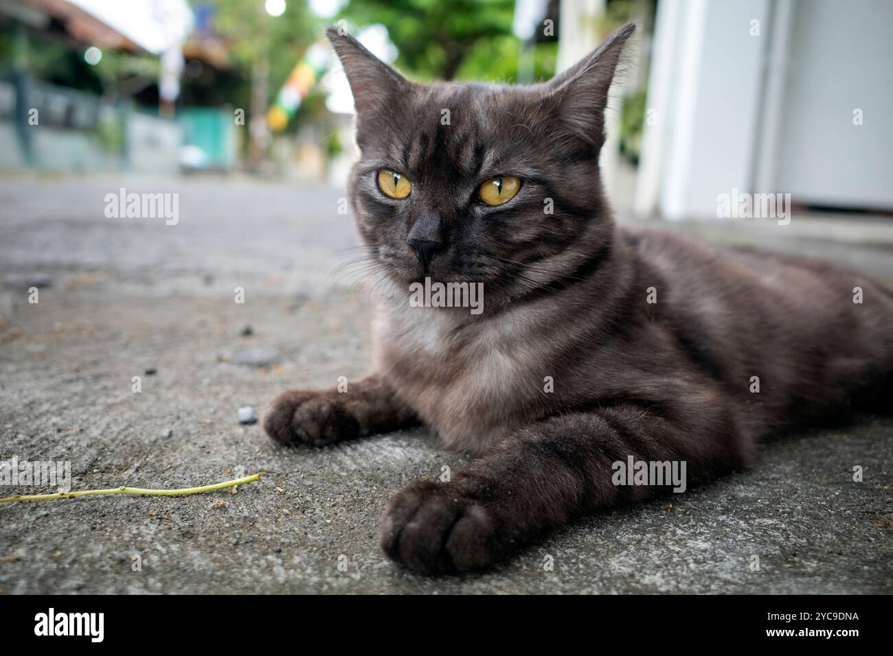 Eine süße graue Katze mit gelben Augen, die auf dem Boden liegen. Stockfoto