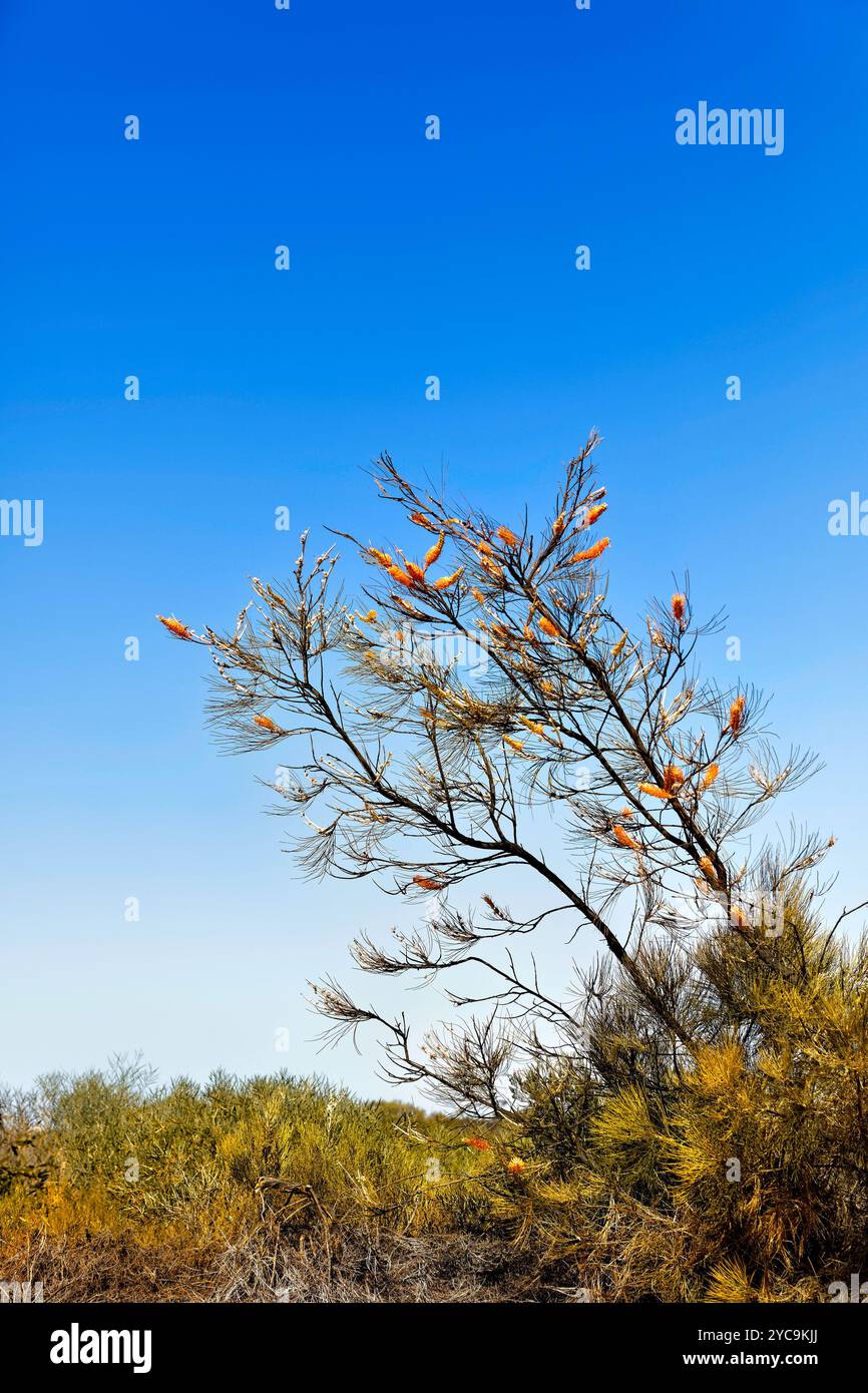 Weihnachtsbaum der australischen Ureinwohner (Nuytsia floribunda), Western Australia Stockfoto