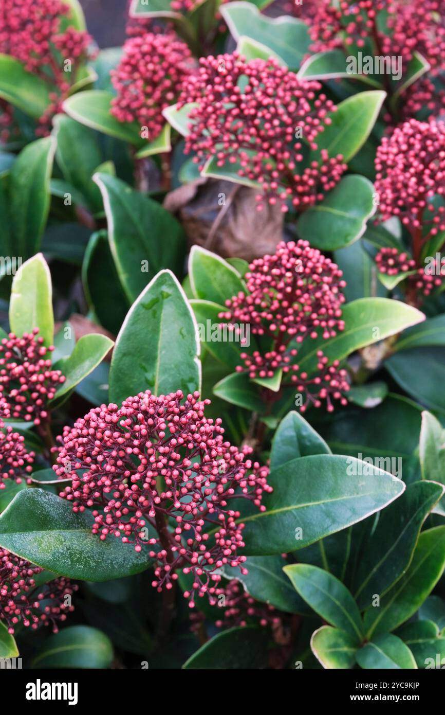 Skimmia japonica Rubella, Skimmia Rubella, dunkelgrün, Blätter, Täfelchen roter Knospen im Spätwinter Stockfoto