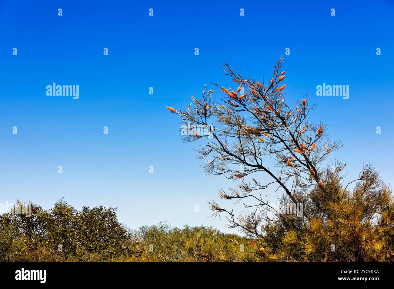 Weihnachtsbaum der australischen Ureinwohner (Nuytsia floribunda), Western Australia Stockfoto