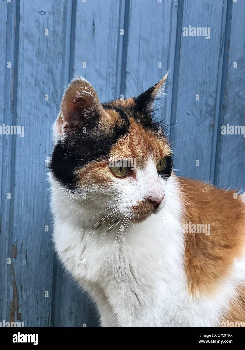 Porträt einer alten Kaliko-Katze, die links im französischen Dorf Buis-les-baronnies schaut. Stockfoto