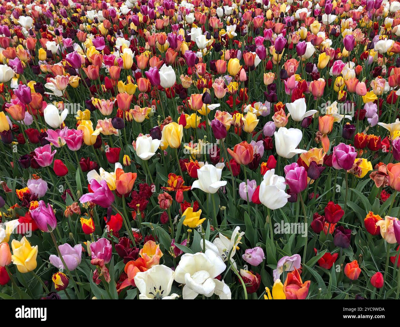 Nahaufnahme eines Feldes farbenfroher Tulpen im Frühling für das Tulpenfest im Keukenhof in der Nähe von Amsterdam, Niederlande. Stockfoto