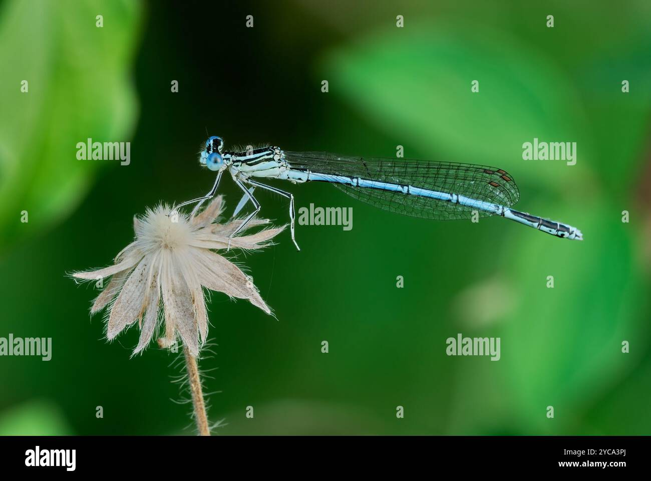 Weiße Beinfliege, Platycnemis Pennipes männlich, sitzt auf winziger, trockener Blume, Nahaufnahme. Am Flussufer. Trencin, Slowakei Stockfoto