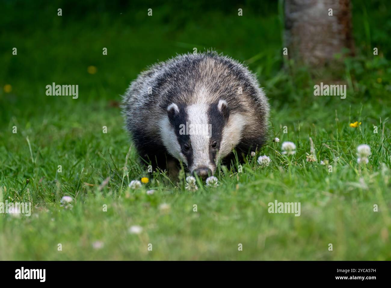 Badger (meles meles) im Garten in den schottischen Highlands Stockfoto