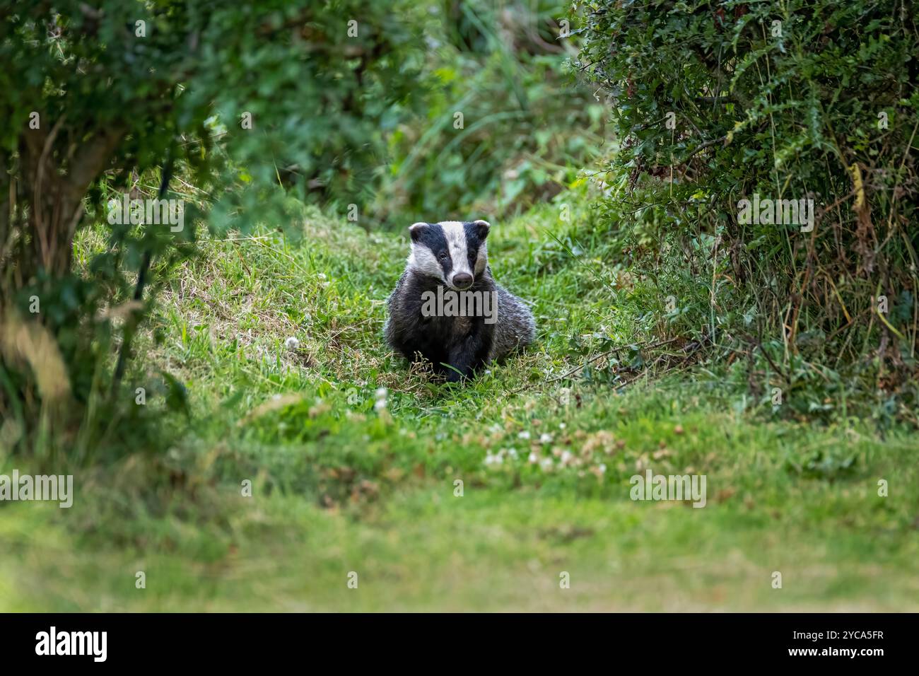 Badger (meles meles) im Garten in den schottischen Highlands Stockfoto