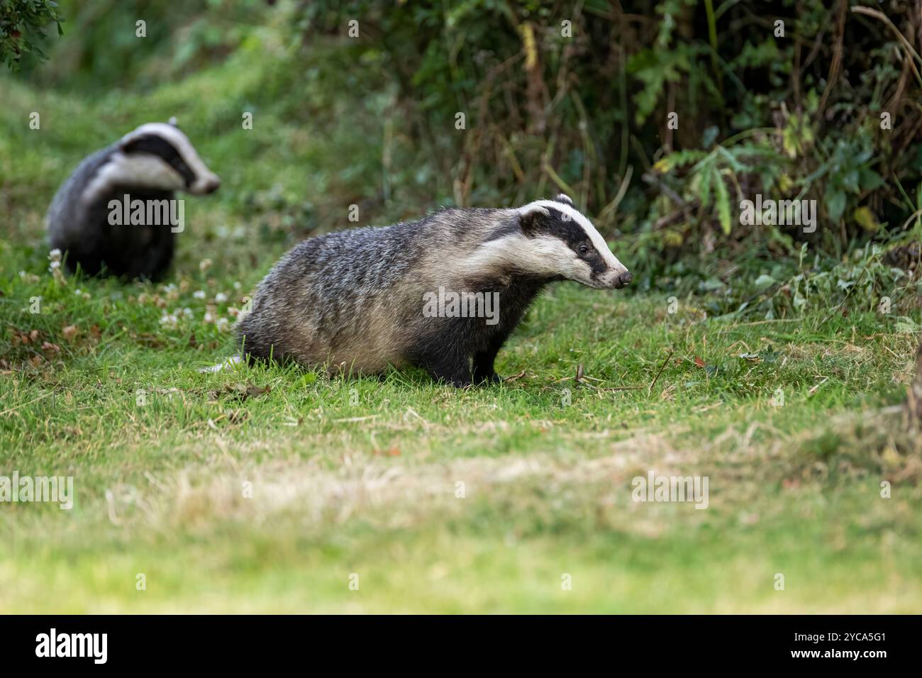 Two Badgers (meles meles) im Garten in den schottischen Highlands Stockfoto