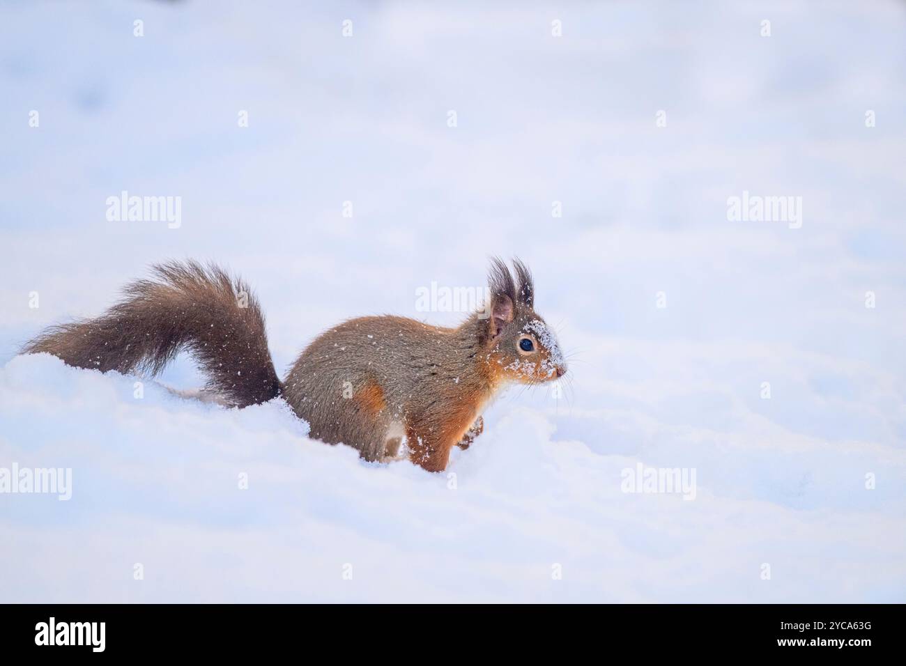 Red Squirrel (Sciurus vulgaris) sitzt im Schnee, schottische Highlands Stockfoto