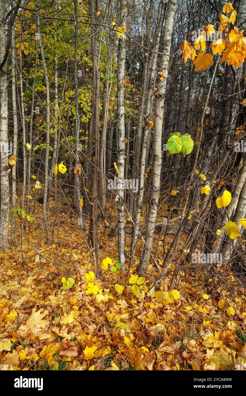 Die Ahornblätter färben den Wald in leuchtend gelben Farben. Malmköping , Schweden Stockfoto