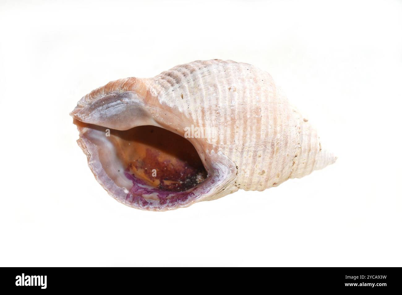 Leere Schale von Hundeschnecke Nucella Lapillus isoliert auf weißem Hintergrund Stockfoto