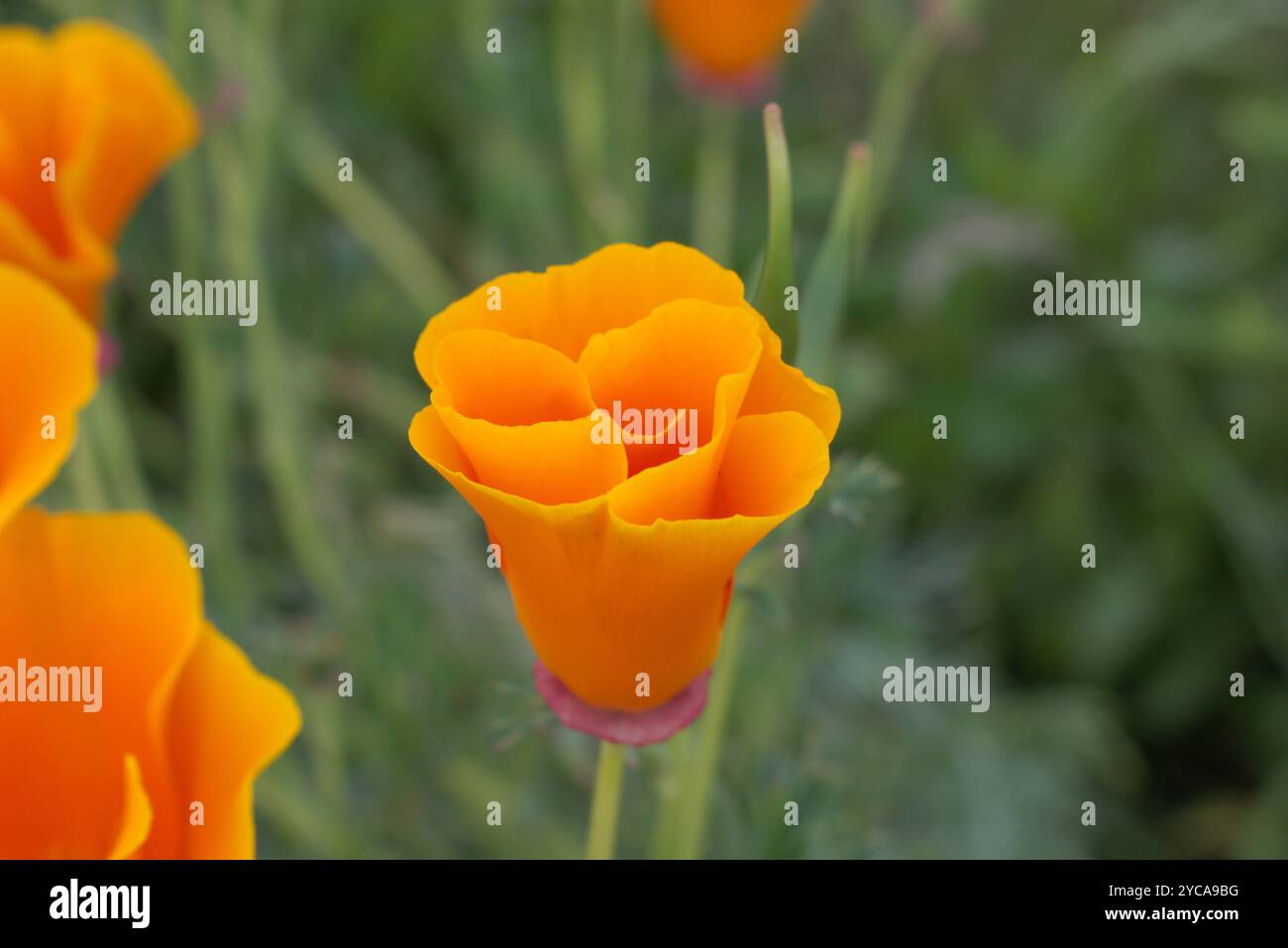 Kalifornische Mohnblumen in einem Gartenbett Stockfoto