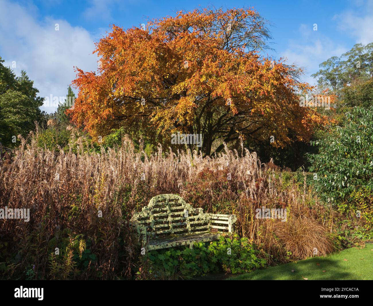 Herbstblick auf die Bank im Lutyens-Stil und den Katsura-Baum, Cercidiphyllum japonicum, im Garden House, Devon, Großbritannien Stockfoto