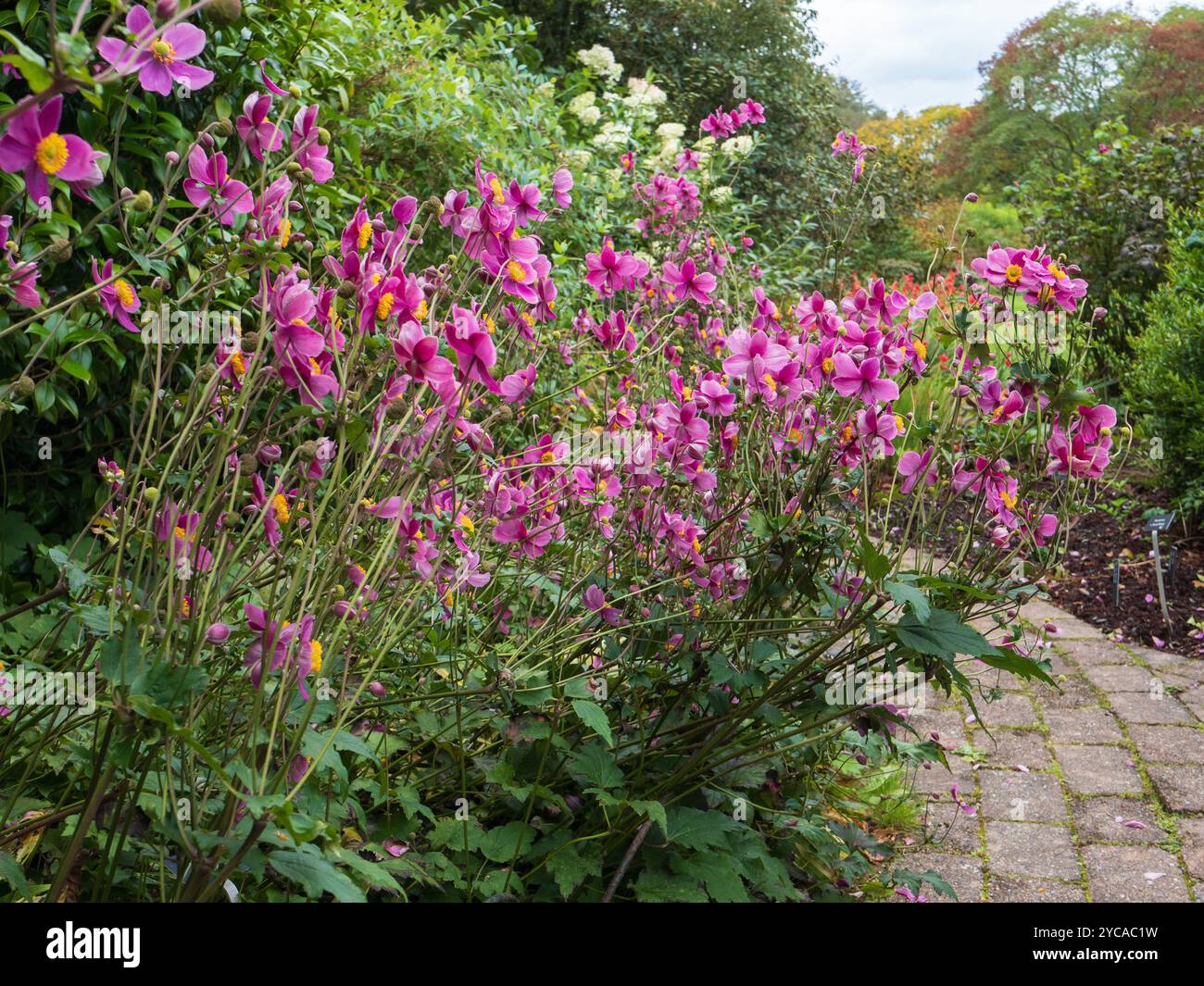 Massierte rosafarbene Herbstblumen der Hardy Perennial Pink Japanese Anemone, Anemone hupehensis „Hatakeyama Single“ Stockfoto