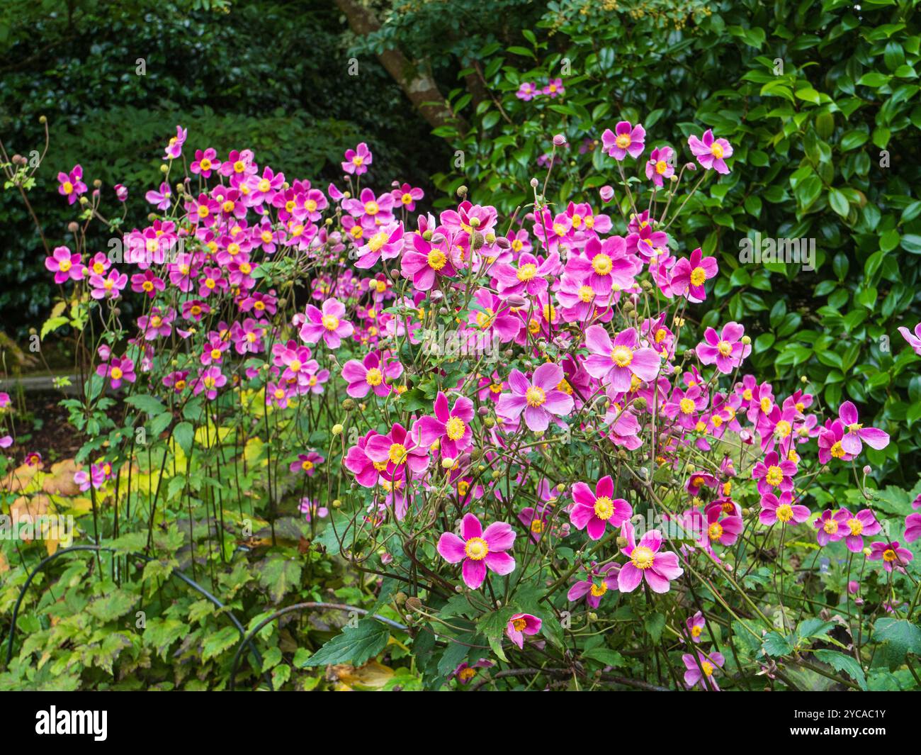 Massierte rosafarbene Herbstblumen der Hardy Perennial Pink Japanese Anemone, Anemone hupehensis „Hatakeyama Single“ Stockfoto