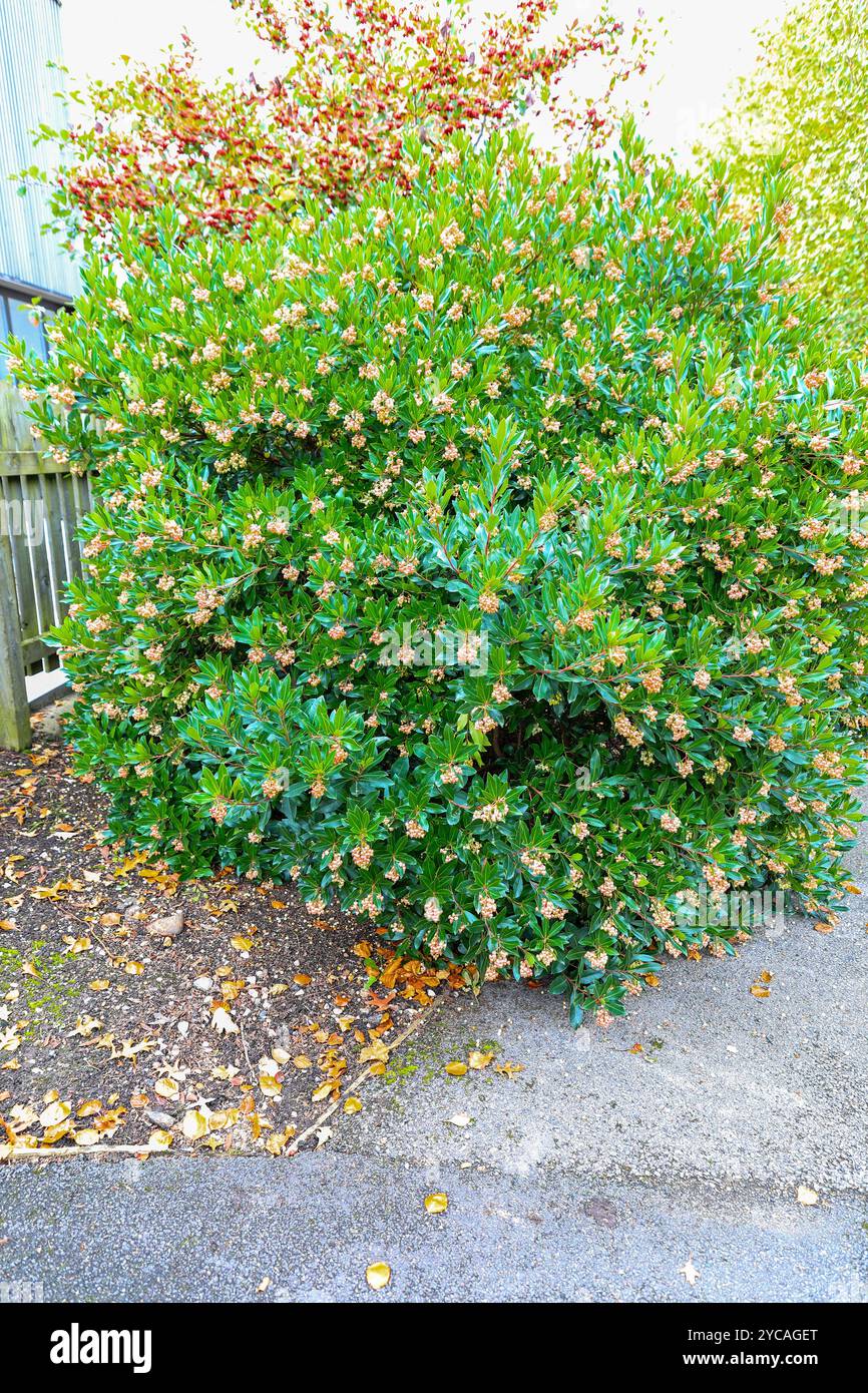 Arbutus unedo f. rubra pink, besser bekannt als Strawberry Tree, England, Großbritannien Stockfoto