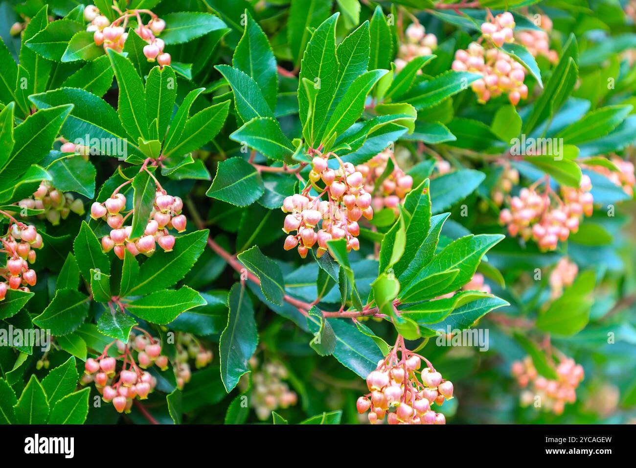 Arbutus unedo f. rubra pink, besser bekannt als Strawberry Tree, England, Großbritannien Stockfoto
