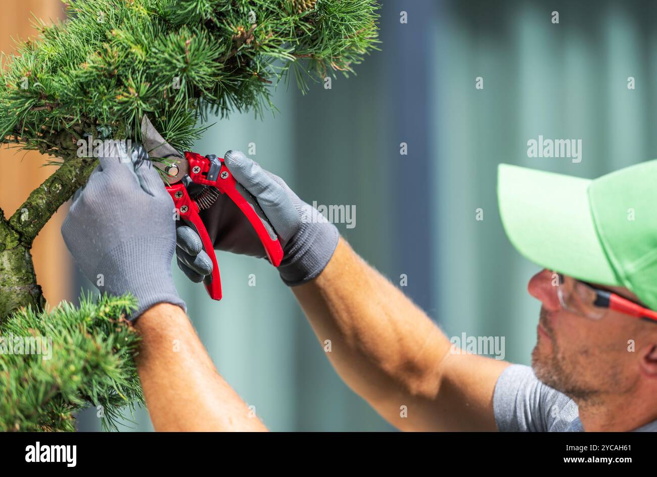 Ein Mann schneidet einen Baum vorsichtig mit einer Beschnittschere, um saubere Schnitte für ein gesundes Wachstum zu gewährleisten. Es ist ein heller Tag in einer gepflegten Gartenumgebung. Stockfoto