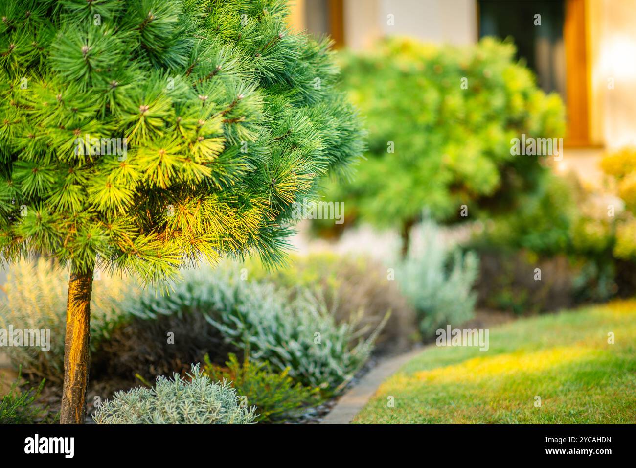 Der Garten bietet üppige grüne Bäume und eine Vielzahl von bunten Sträuchern, die während der goldenen Stunde einen friedlichen und einladenden Außenbereich schaffen. Stockfoto