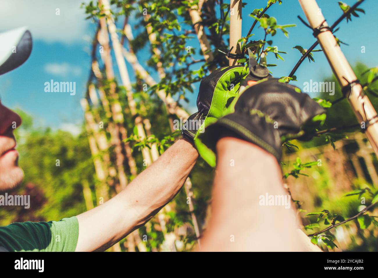 Ein Gärtner beschneidet vorsichtig Kletterpflanzen auf Bambusstützen unter einem hellblauen Himmel, wobei er sich auf ihr gesundes Wachstum und ihre Erhaltung konzentriert. Stockfoto