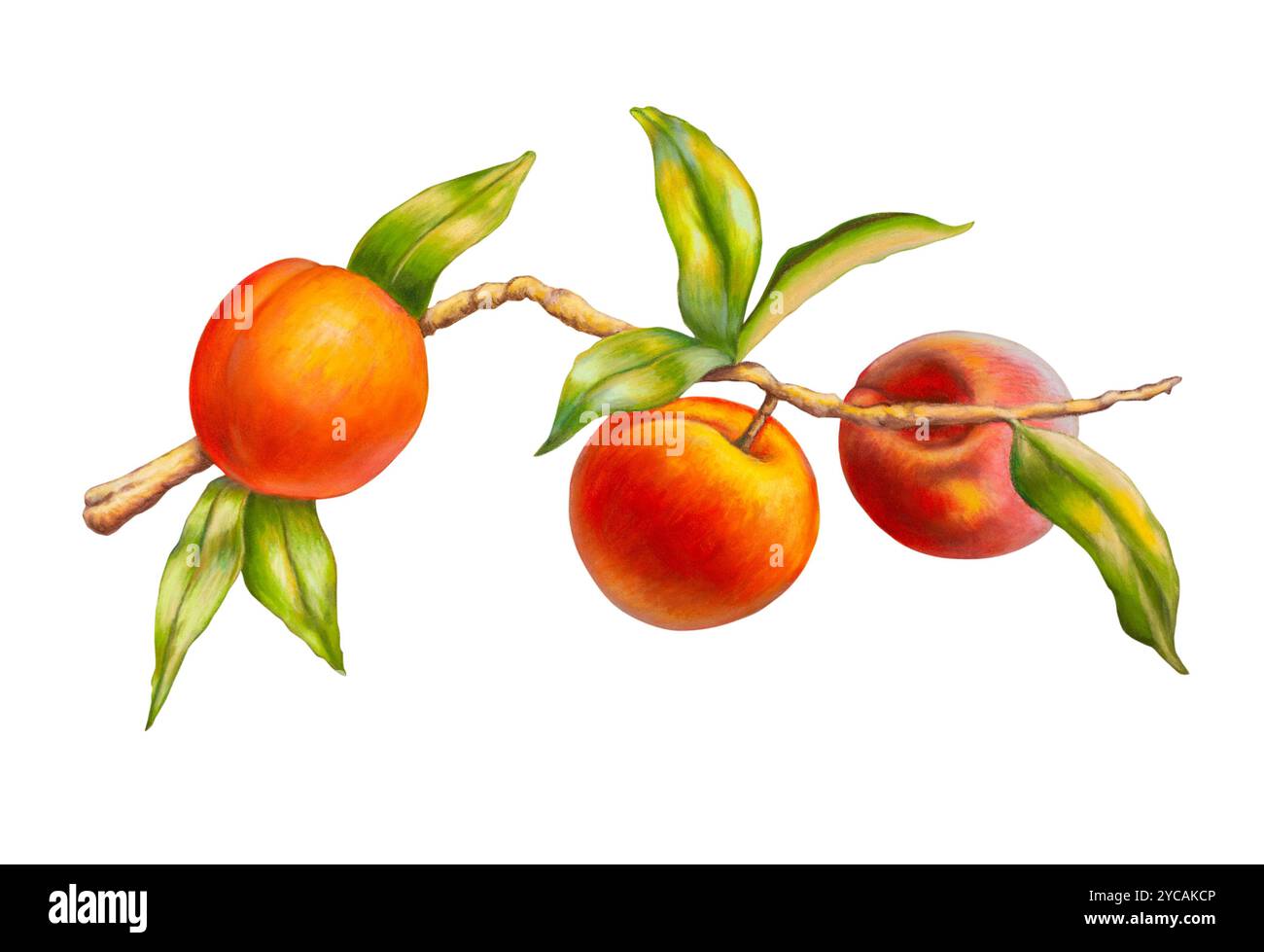 Weiche Pastellzeichnungen von Reifen Pfirsichen. Traditionelle Illustration, mein eigenes Kunstwerk. Stockfoto