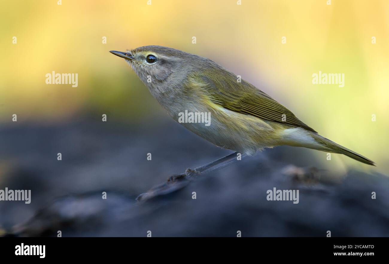 Gefrorener gemeiner Chiffchaff (Phylloscopus collybita) sieht alarmiert und ängstlich aus, nachdem er ein Raubtier entdeckt hat Stockfoto
