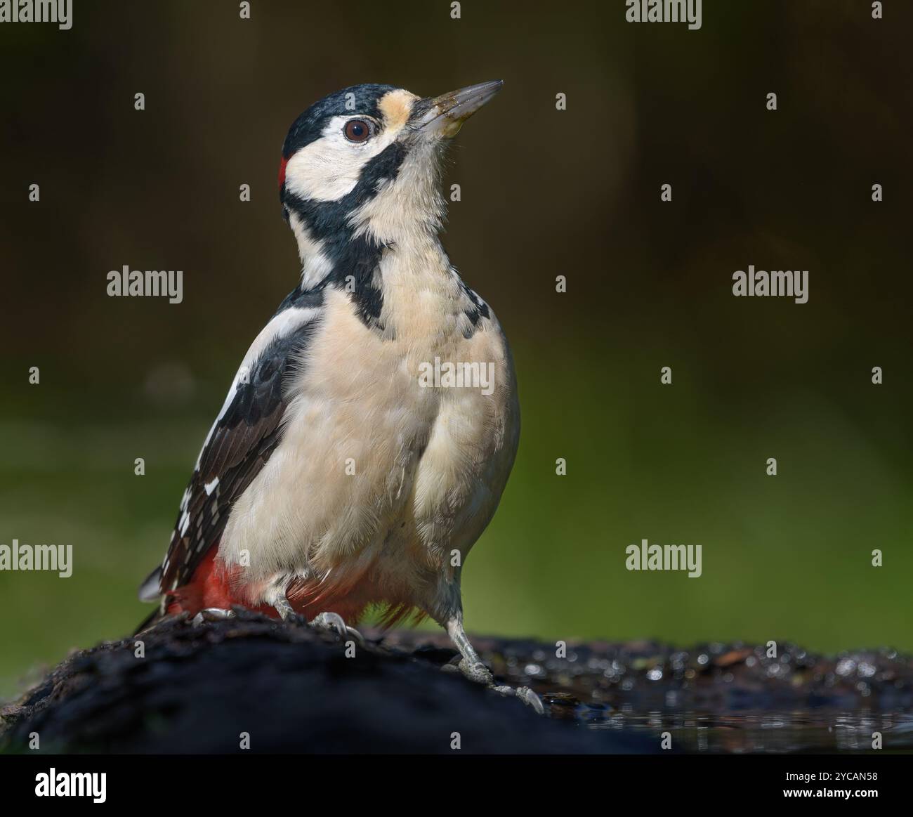 Glücklicher Mann Großspecht (Dendrocopos Major) sitzt auf einem dicken Zweig und wärmt sich in der kalten Herbstsonne auf Stockfoto
