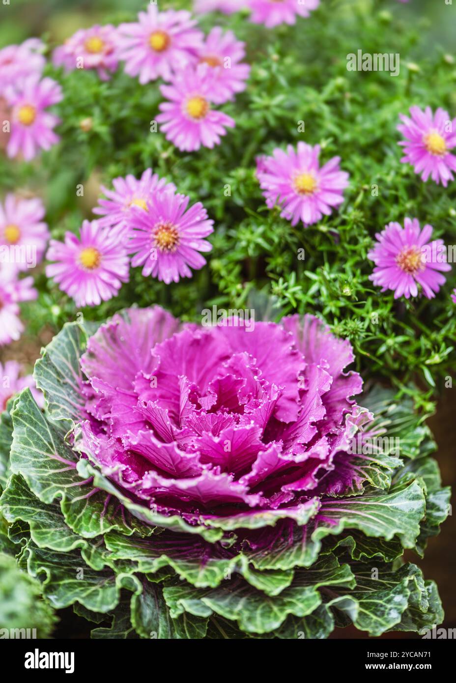 Wunderschöner dekorativer Grünkohl in Lavendel mit Regentropfen in der Morgenbeleuchtung im Herbst Hüttengarten. Gartenkonzept. Stockfoto