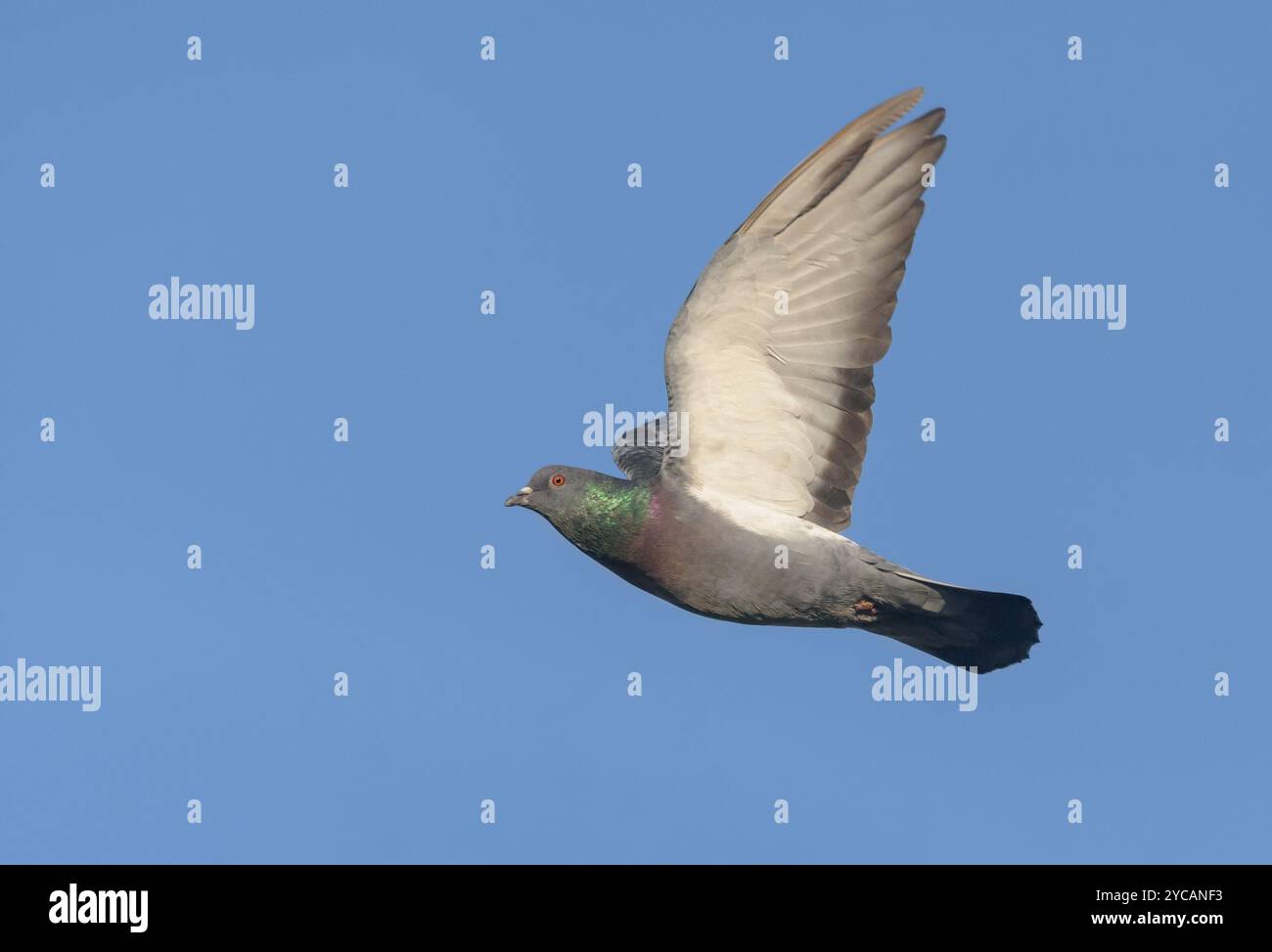 Erwachsene Felstaube (Columba Livia), die in blauem Himmel mit gestreckten Flügeln und Schwanz hochfliegt Stockfoto