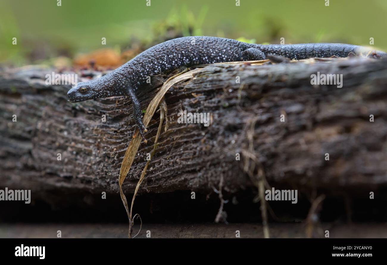Der Nordkammermolch (Triturus cristatus) krabbelt während der Herbstsaison auf moosigem gefallenem Baum Stockfoto