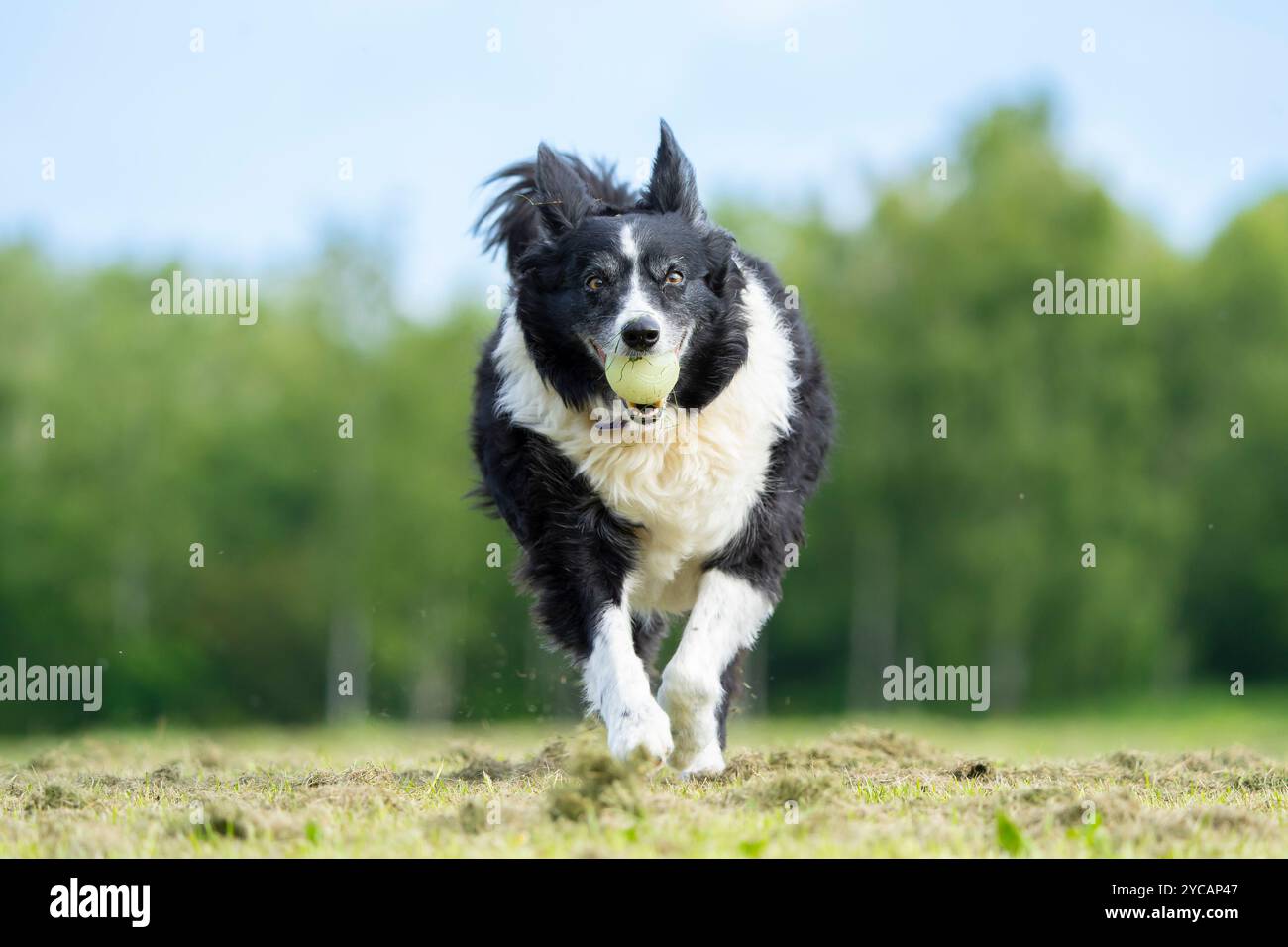 Vorderansicht eines isolierten Border Collie Hundes, der auf einem Grasfeld zur Kamera läuft, Tennisball im Mund. Stockfoto
