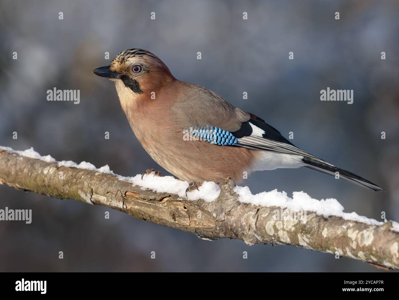 Eurasian Jay (Garrulus glandarius) thront auf schneebedeckten alten Zweigen im Winterschneefall Stockfoto