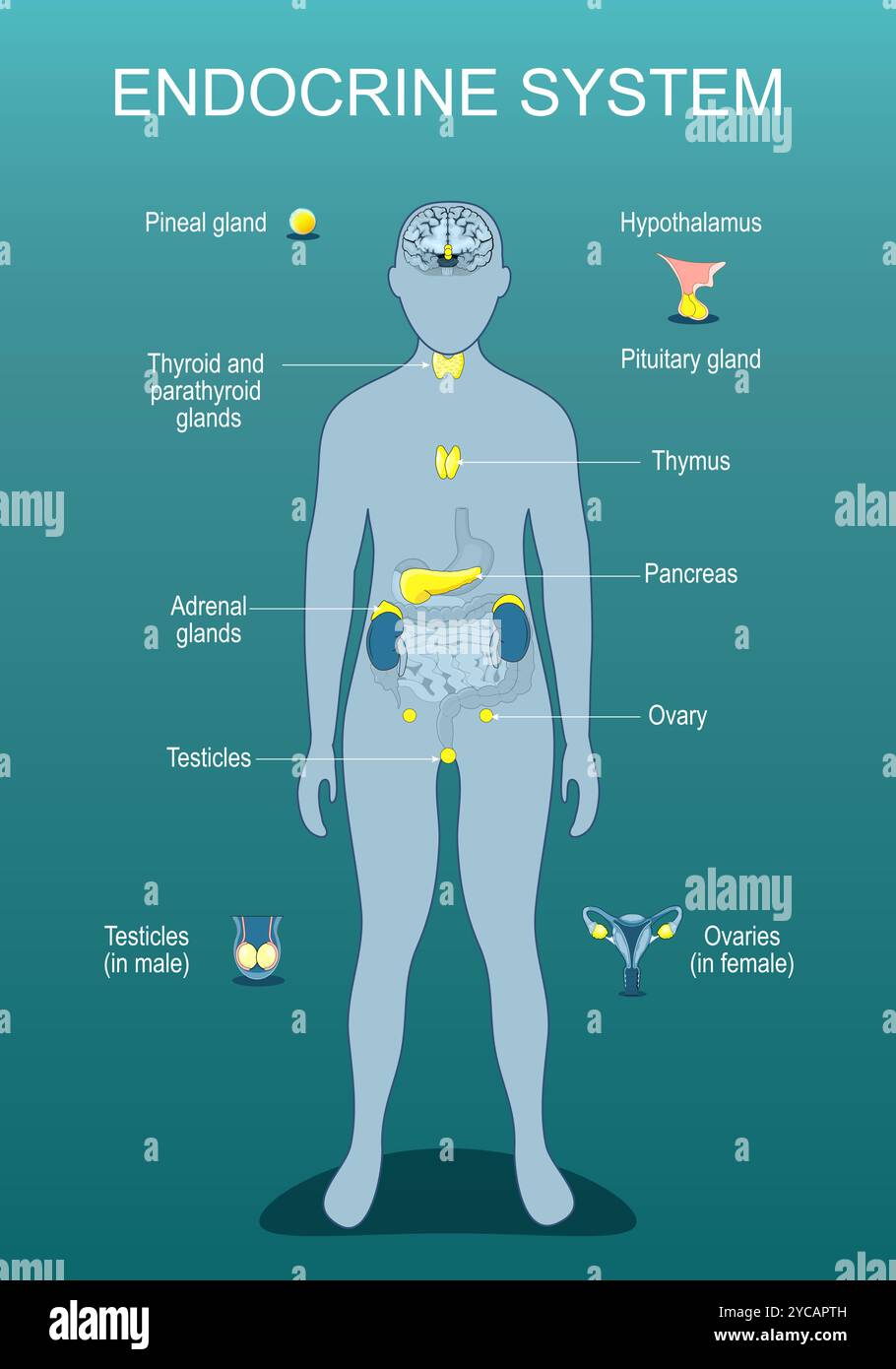 Endokrines System. Hormonsekretion. Stoffwechselregulation. Hormonelle Ungleichgewichte. Menschliche Silhouette mit hervorgehobenen inneren Organen. Isometrische Flachillu Stock Vektor