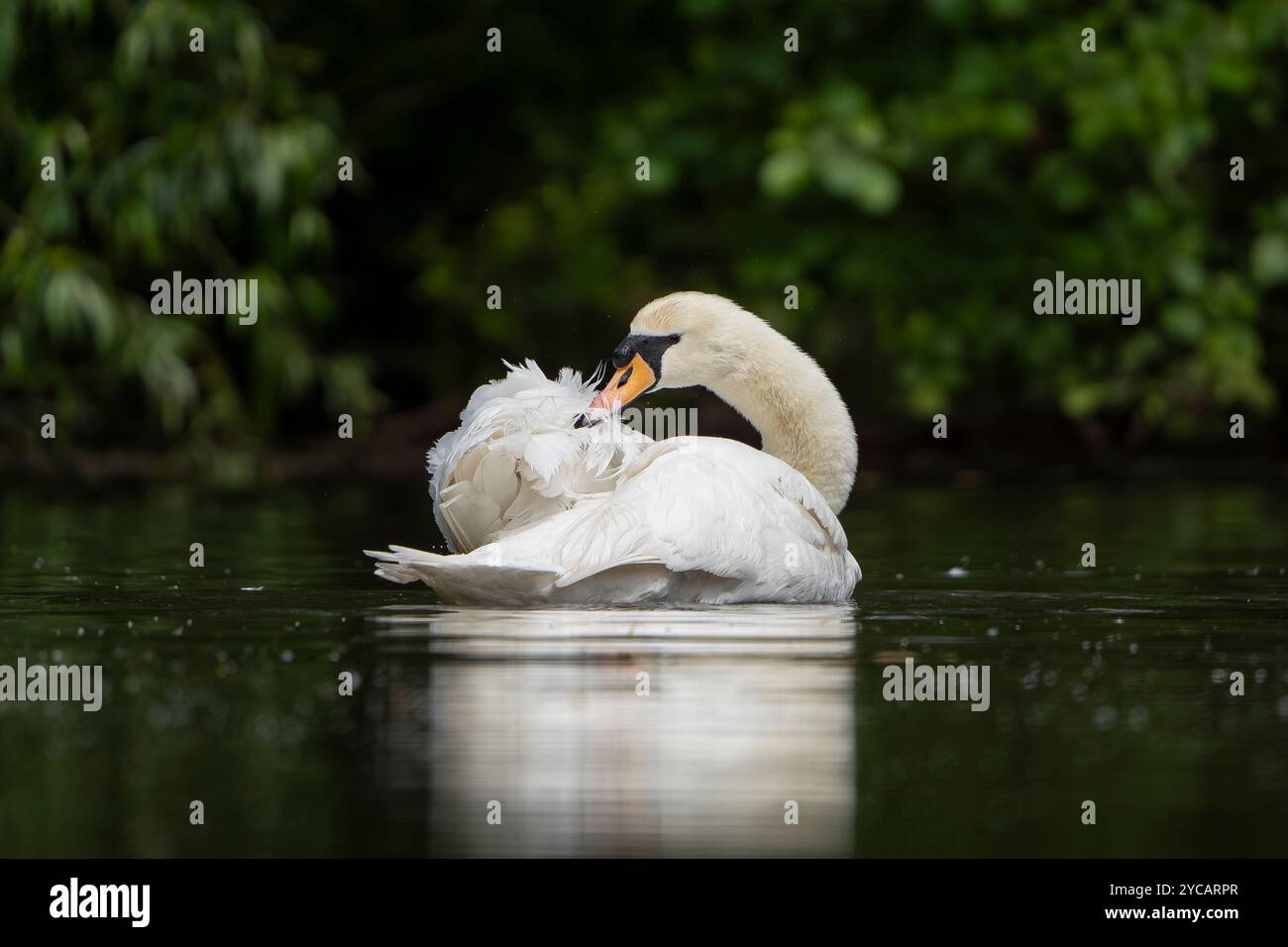 Niedriger Winkel, Nahaufnahme des wilden, stummen Schwans (Cygnus olor) aus Großbritannien, isoliert in natürlicher Seenlandschaft, die sich in der späten Frühlingssonne mit Federn ausbreiten. Stockfoto